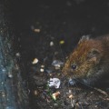 Pest-Proof Your Fayetteville Garden: Groundskeeping Tips For Rodent Control