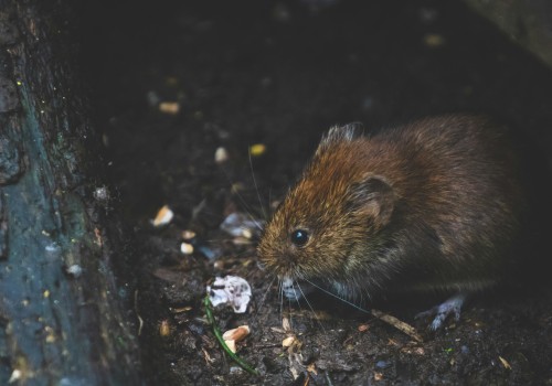 Pest-Proof Your Fayetteville Garden: Groundskeeping Tips For Rodent Control